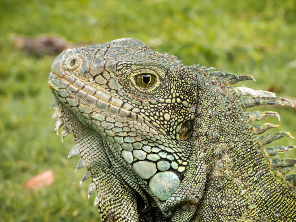 Ecuador Salvaje con Galápagos