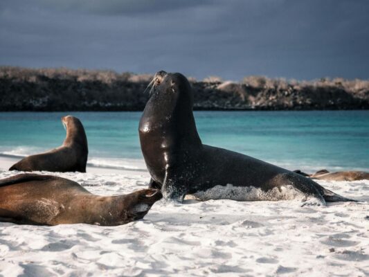 Galapagos 3