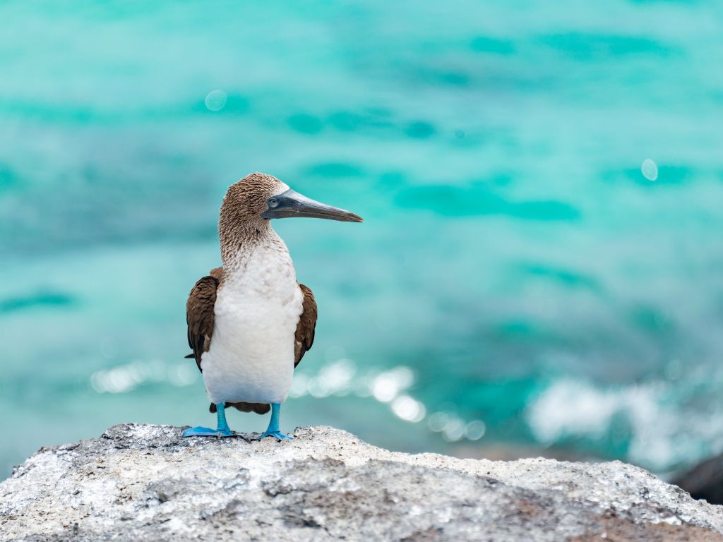 Ecuador Salvaje con Galápagos