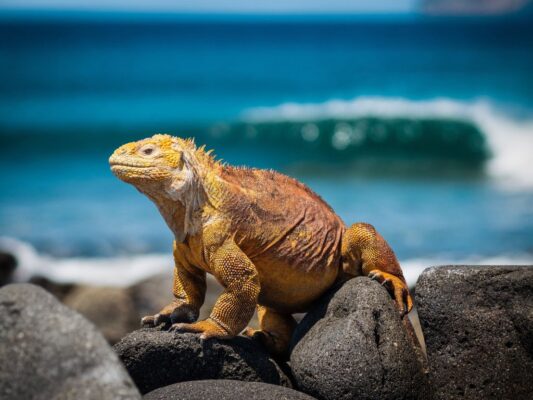 Iguana Amarilla 2