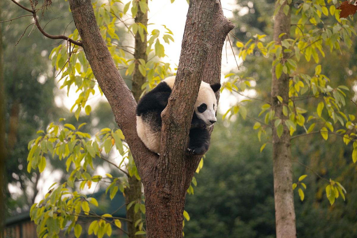 Pandas y Montañas de Avatar