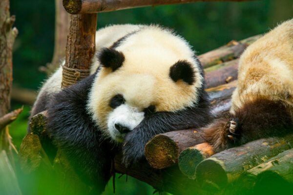 Pandas
